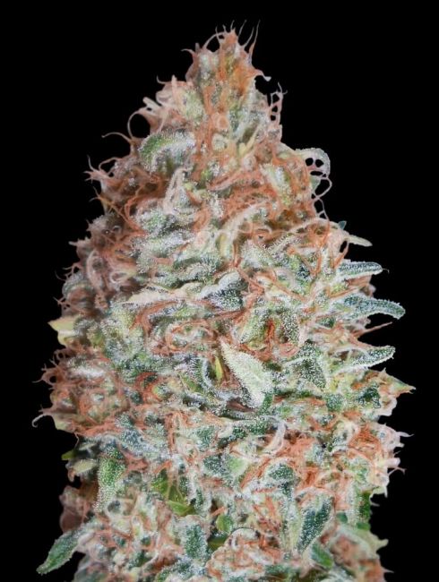 Advanced Seeds Banana Cookies Feminised Seeds