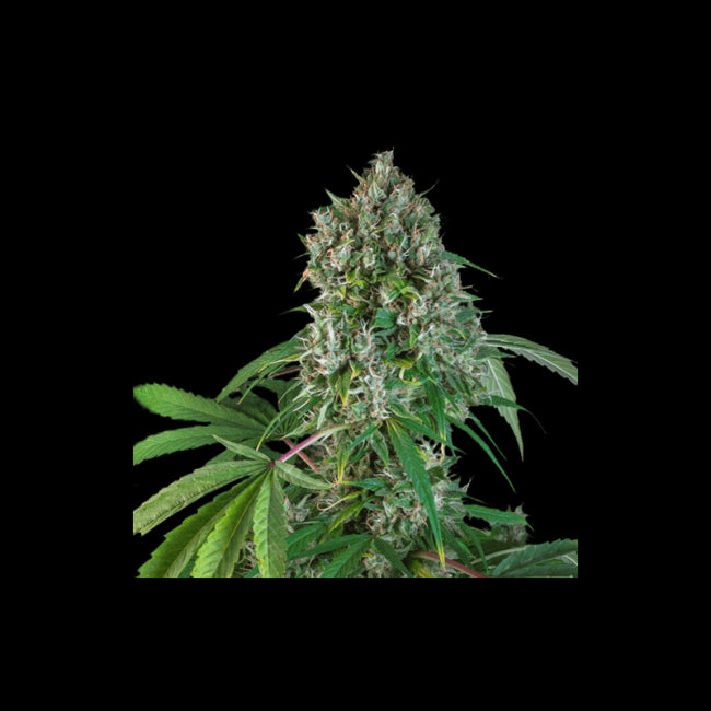 Super Sativa Seed Club Karel's Herer Haze Regular Seeds