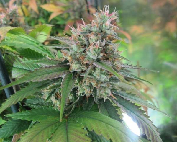 BC Bud Depot God Bud CBD Regular Seeds