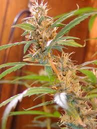 Mr Nice Seedbank Afghan Haze Regular Seeds