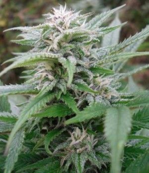 Female Seeds Easy Sativa Feminised Seeds