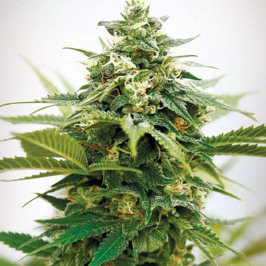 Garden Of Green Critical XXL Feminised Seeds