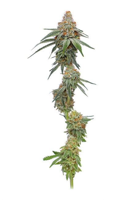 Humboldt Seed Co. Pineapple Upside Down Cake Feminised Seeds