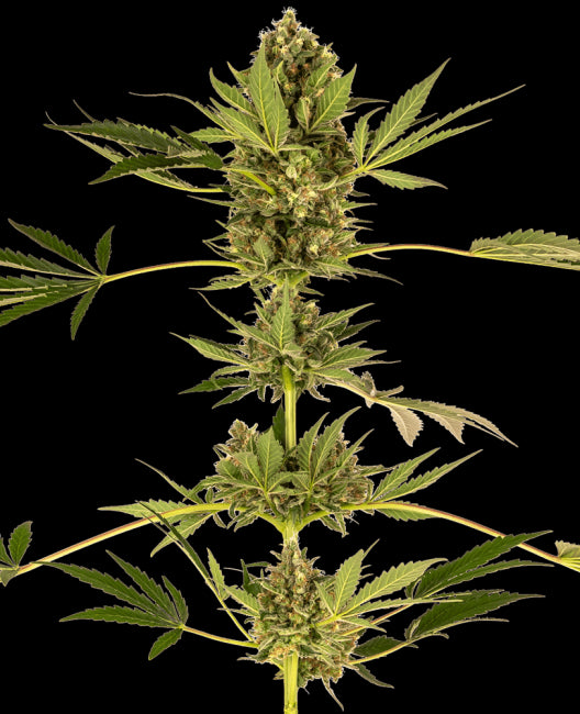 Sensi Seeds Himalayan CBD Feminised Seeds