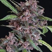 Exotic Seed Black Lemon Auto Feminised Seeds