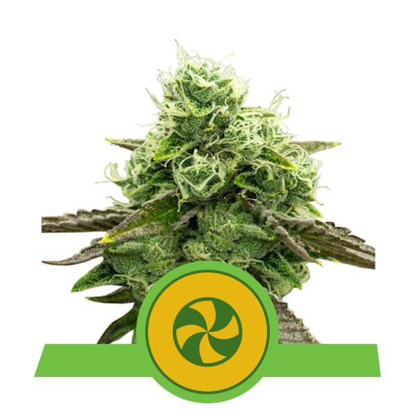 Royal Queen Seeds Sweet ZZ Auto Feminised Seeds