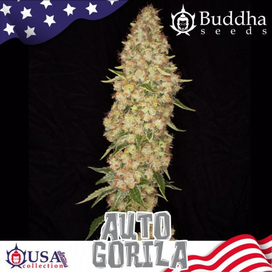 Buddha Seeds Gorila Auto Feminised Seeds