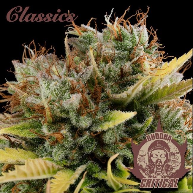 Buddha Seeds Buddha Classics Critical Feminised Seeds