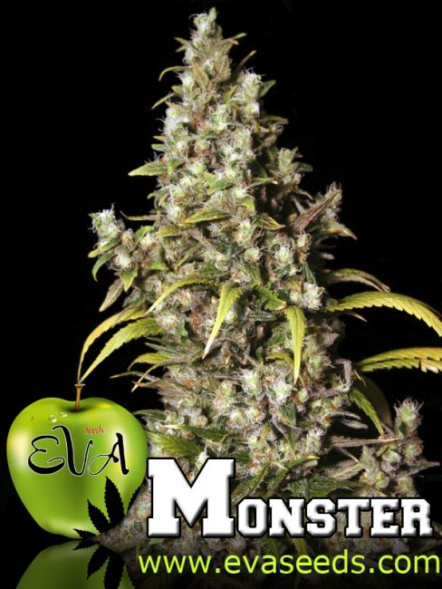 Eva Seeds Monster Feminised Seeds - 3+