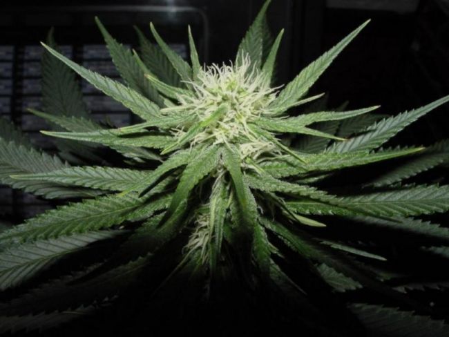 BC Bud Depot Sweet God Feminised Seeds