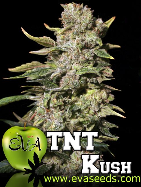 Eva Seeds TNT Kush Feminised Seeds