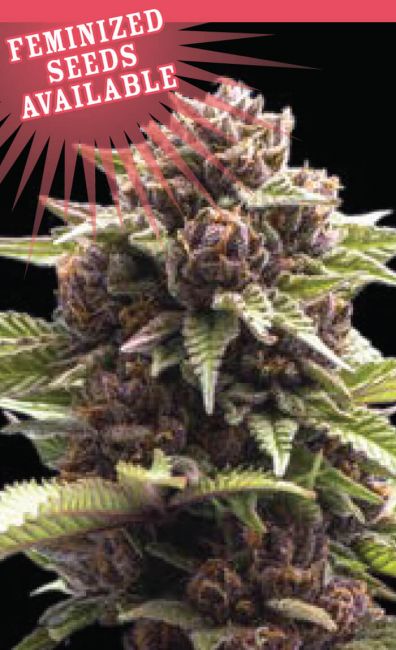 Humboldt Seed Co. Squirt Feminised Seeds