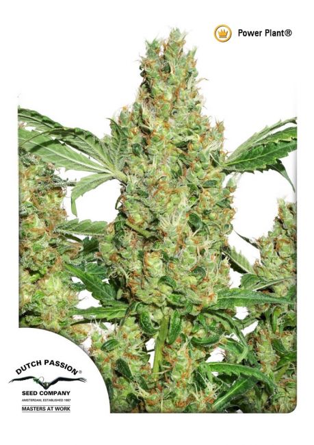 Dutch Passion Power Plant Regular Seeds