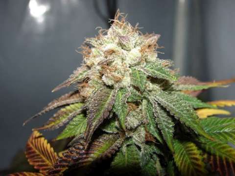 Cali Connection Pre98 Bubba BX2 Feminised Seeds