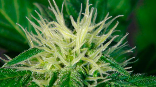 Kannabia Seeds Ginger Punch (Hobbit) Auto Feminised Seeds