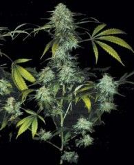 T.H. Seeds Bubble Gum Feminised Seeds - 10+