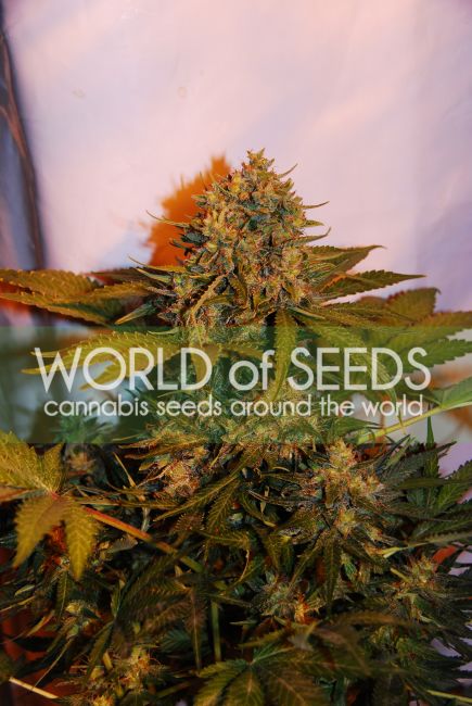 World of Seeds Northern Lights x Big Bud Ryder Auto Feminised Seeds