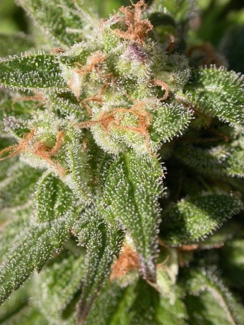 Serious Seeds Warlock CBD Feminised Seeds