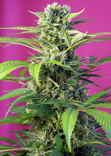 Sweet Seeds Chem Beyond Diesel CBD Feminised Seeds