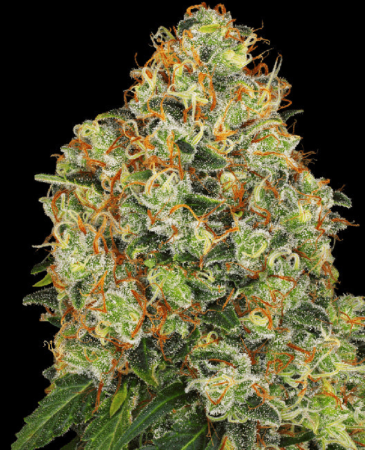 White Label Seed Company Sweet Tangerine Tango Auto Feminised Seeds