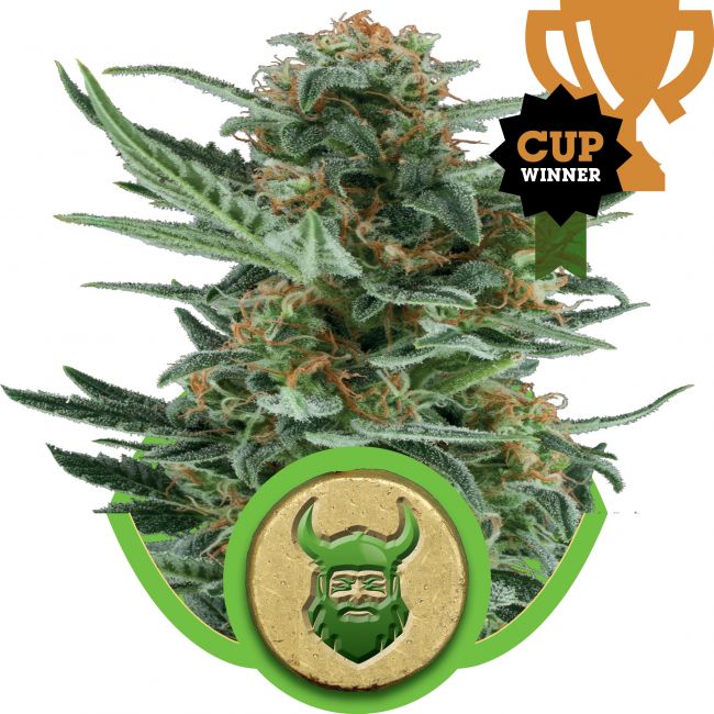 Royal Queen Seeds Royal Dwarf Auto Feminised Seeds