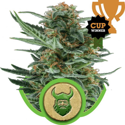 Royal Queen Seeds Royal Dwarf Auto Feminised Seeds