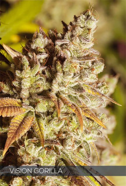 Vision Seeds Vision Gorilla Feminised Seeds