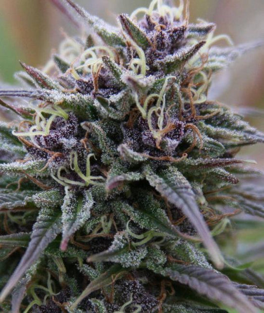 Female Seeds Purple Maroc Feminised Seeds