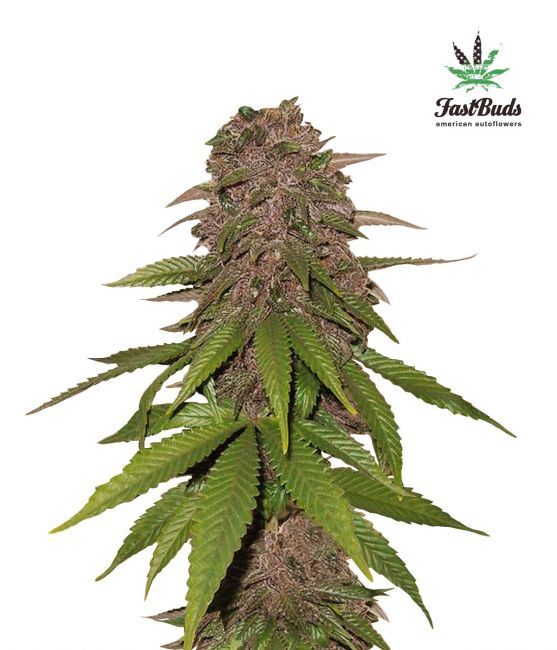 FastBuds C4 Auto Feminised Seeds