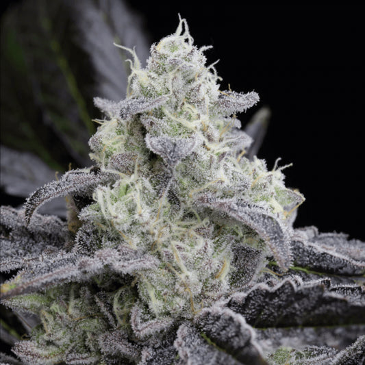 Silent Seeds L.A. Vanilla Cake Feminised Seeds