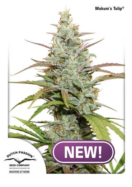 Dutch Passion Mokum's Tulip Feminised Seeds