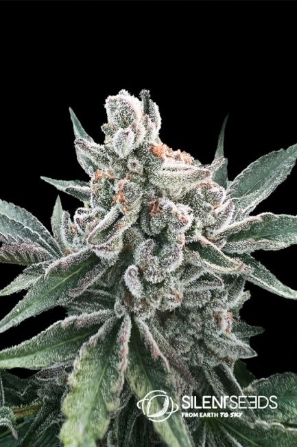 Silent Seeds Polar Gelato Feminised Seeds