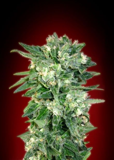 Advanced Seeds Kaya 47 Auto Feminised Seeds