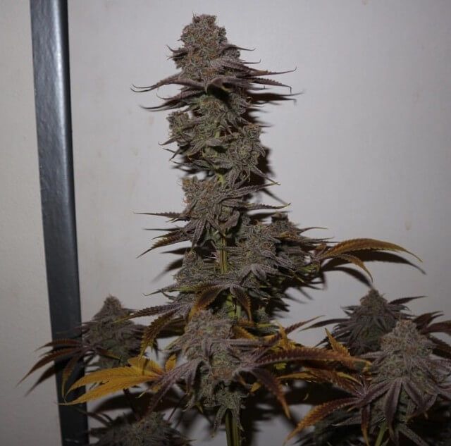 Pheno Finder Seeds Purple Strawberry Sherbet Feminised Seeds