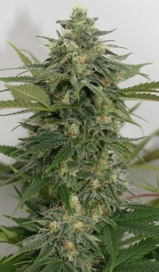 Lineage Genetics Sweet Ammo Feminised Seeds