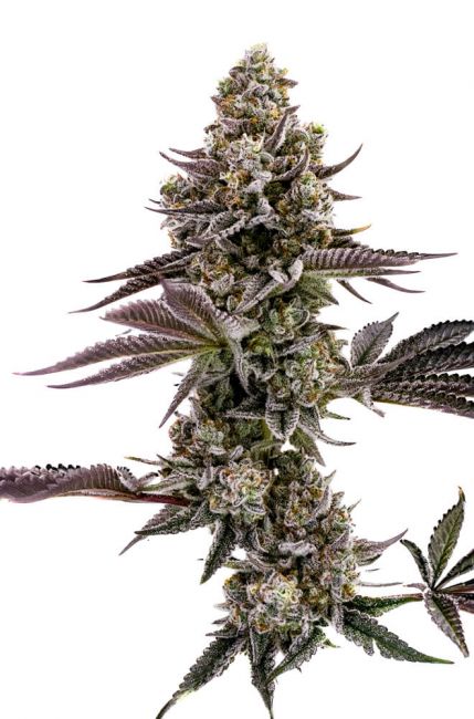 Humboldt Seed Co. Blueberry Cupcake Feminised Seeds