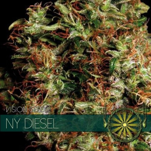 Vision Seeds NY Diesel Feminised Seeds