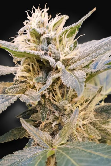 Paradise Seeds Delight CBD Feminised Seeds (CBDelight‚Ñ¢)