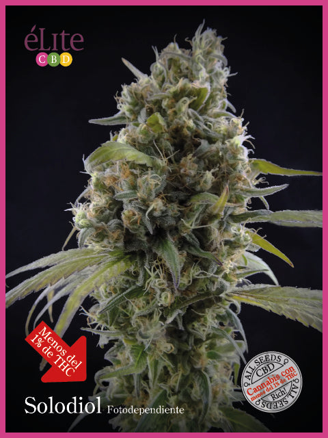 Elite Seeds Solodiol Classic CBD Feminised Seeds