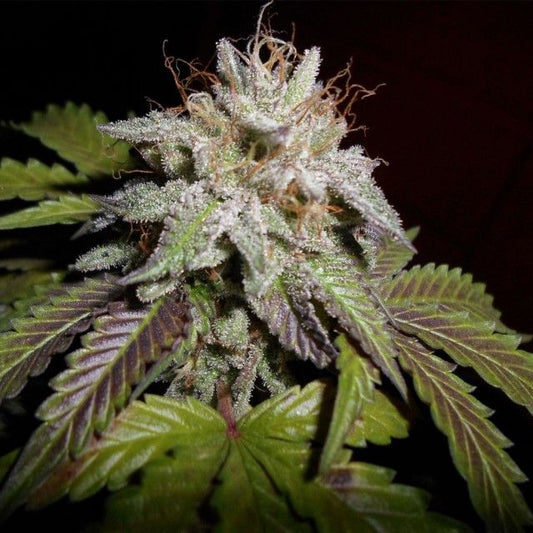 Pheno Finder Seeds Sunset aka Sunset Sherbet Feminised Seeds