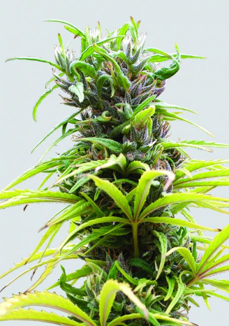 Nirvana Seeds Hawaii Maui Waui Regular Seeds