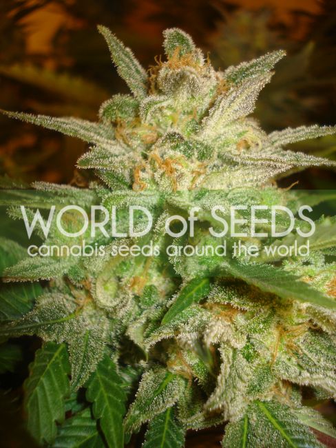 World of Seeds Star 47 Feminised Seeds