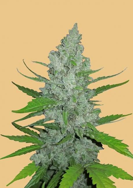 FastBuds Original Sour Diesel Auto Feminised Seeds