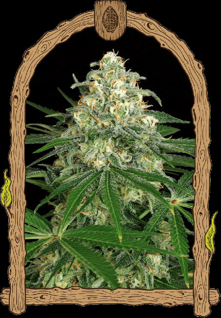 Exotic Seed Z & Z Auto Feminised Seeds