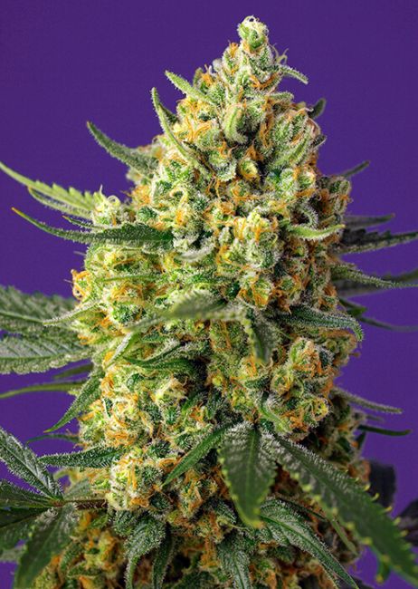 Sweet Seeds Crystal Candy XL Auto Feminised Seeds