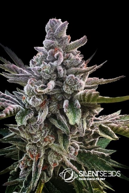 Silent Seeds Acai Jelly Feminised Seeds