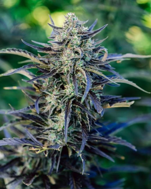 Atlas Seed Fog Dog Auto Feminised Seeds - 5+