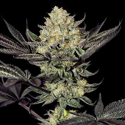 G13 Labs Face Mask Feminised Seeds