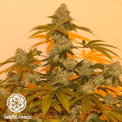 Bodhi Seeds Lazy Lightning Regular Seeds