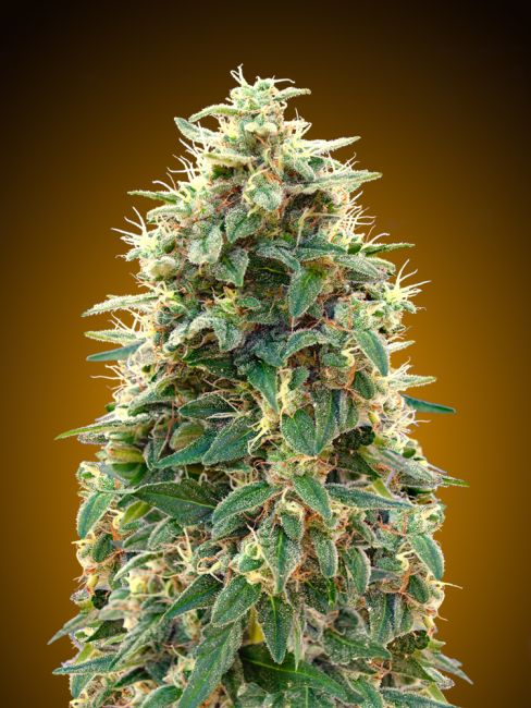 00 Seeds Automatik Collection #3 Auto Feminised Seeds